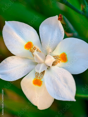 FLOR BLANCA