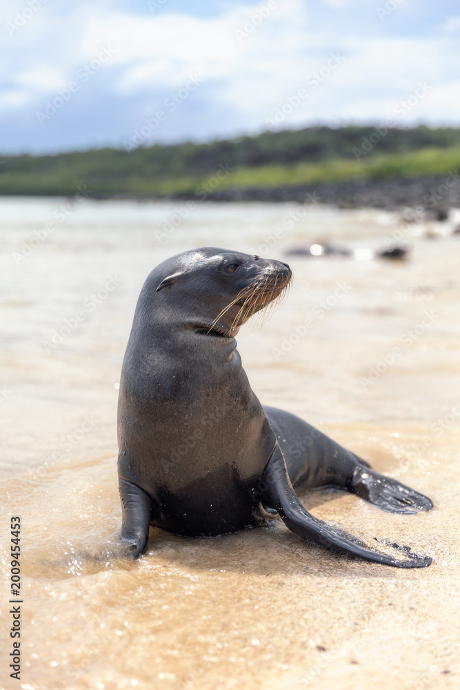 Fototapeta premium Small young Galapagos sea lion having fun splashing around on the beach on coast of Santa Fe Island