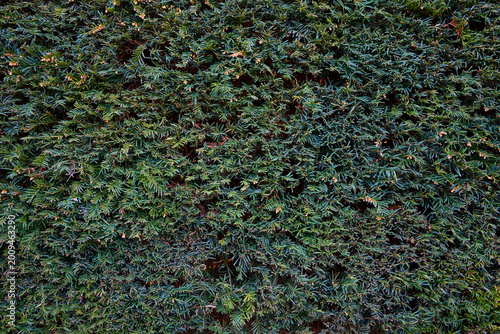 Foto Dense green foliage of a yew hedge