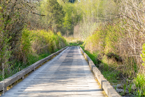 Wooden boardwalk trail through lush green wetland in spring