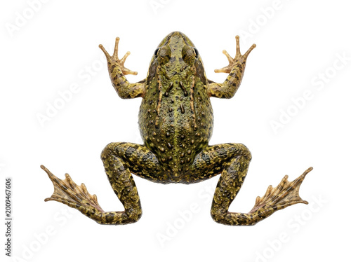 A green and brown frog with textured skin is captured from a top-down perspective, showcasing its webbed feet against a clean white background, creating a detailed studio shot.