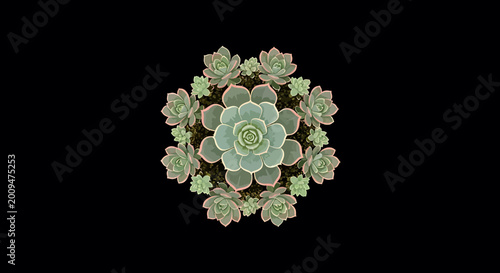 Symmetrical Succulent Mandala Vector Illustration on Black Background