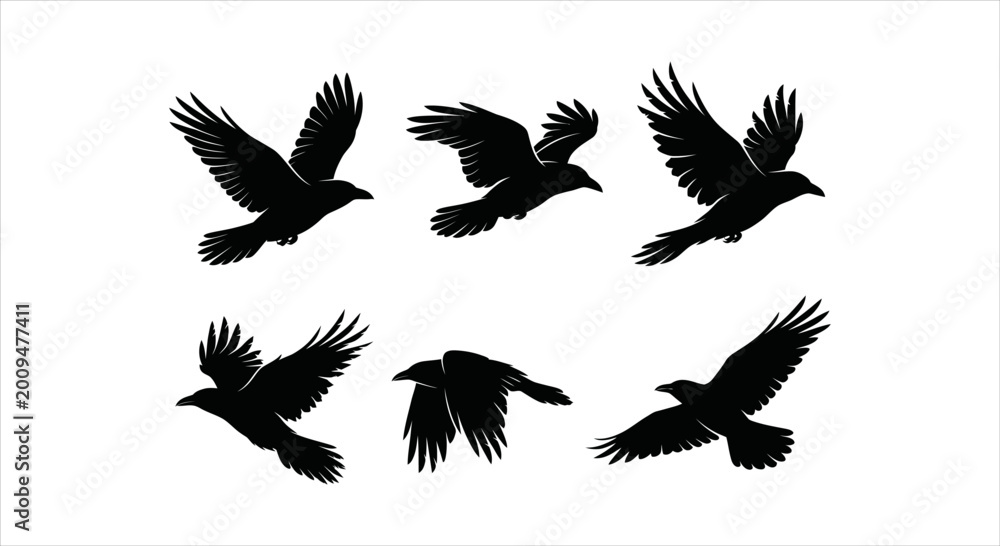 Fototapeta premium Collection of Majestic Raven and Crow Silhouettes in Various Flight Poses on White