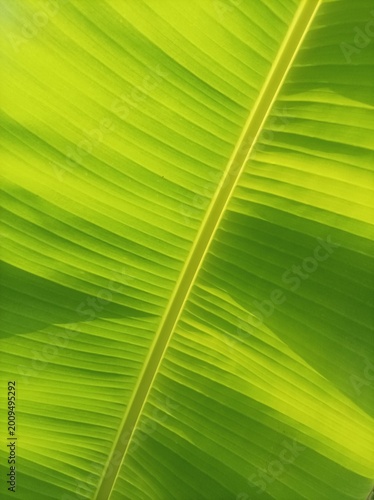 green leaf texture