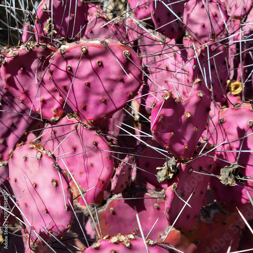 Vibrant Purple Prickly Pear Cactus Close Up