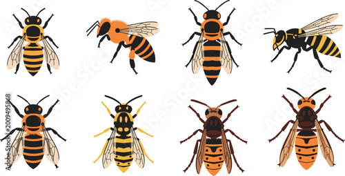 Bild auf Leinwand Collection of different bee and wasp species vector illustrations, detailed flyi