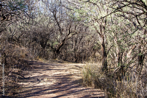 Curved Wooded Trail with a canopy of branches
