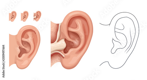 Fotografie Human Ear Anatomy and Illustration Set