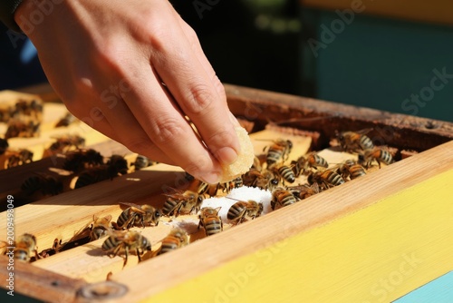 Apiarist feeds bees with sugar lumps. Beekeeper provides supplementary food to honeybee colony inside wooden hive box. Insects gather around sustenance, preparing for winter.