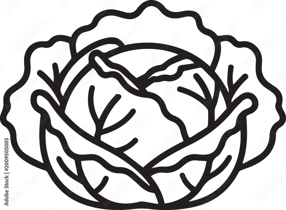 Obraz premium Fresh head of cabbage outline icon for healthy diet and cooking