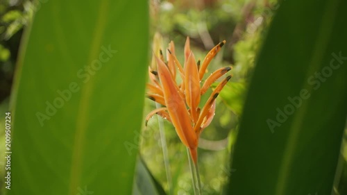 close up of orange flower