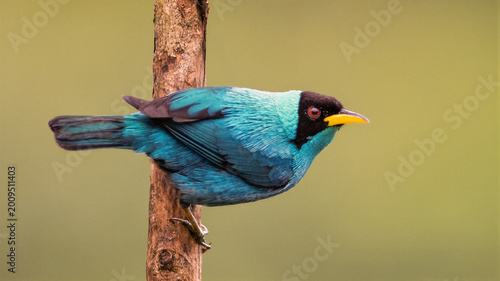 Foto Vibrant Green Honeycreeper Perched on Tree Trunk in Colombia