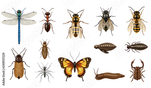 Bild auf Leinwand Diverse insect collection a detailed illustration of various bug species
