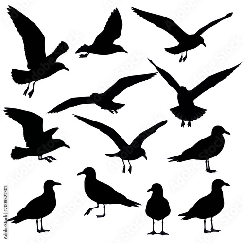 Silhouette of Seagulls in Various Poses Against White Background.