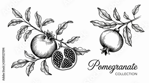 фотографія A detailed black and white illustration displays two whole pomegranates with lea