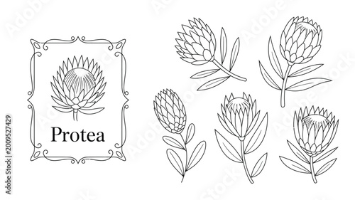 Fotografija A botanical illustration displays several protea flowers and foliage rendered in