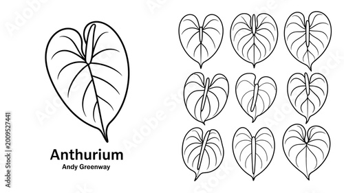 Bild auf Leinwand A black and white illustration displays various anthurium leaf shapes and sizes