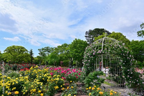 薔薇の花