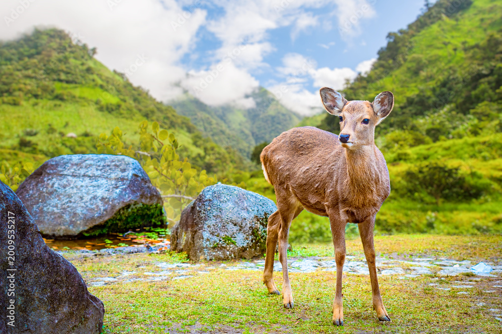 Naklejka premium Wildlife tourism, deer stands in green valley landscape in Japan Nara city, interacting with visitors in natural park environment.