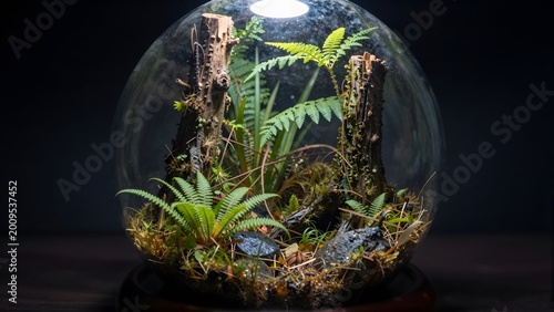 Glass sphere containing a miniature forest ecosystem glowing in darkness