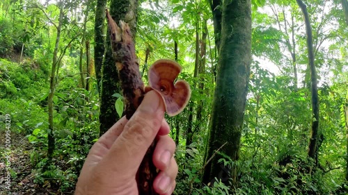 Ganoderma is a genus of polypore fungi in the family Ganodermataceae found in the trunk of tree, They are sometimes called shelf mushrooms or bracket fungi. sometime use for medicine