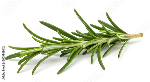 Fresh green rosemary herb sprig isolated.