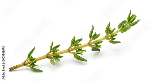 Fresh green rosemary herb sprig isolated.