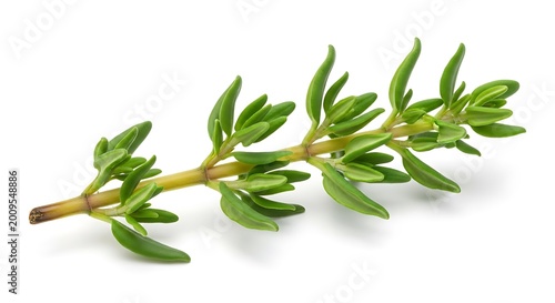 Fresh green thyme herb plant branch.
