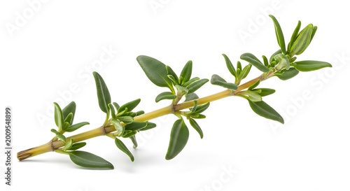 Fresh green thyme herb plant branch.