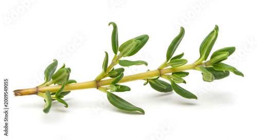 Fresh green thyme herb sprig isolated.