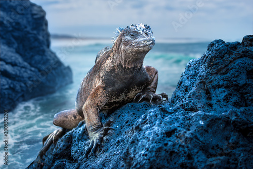 Tableau sur toile Galapagos marine iguana rests on volcanic rocks near ocean in Ecuador