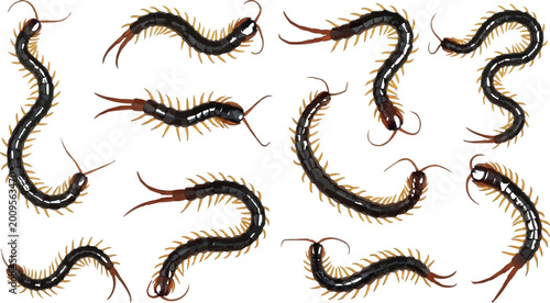 Canvastavla Realistic Crawling Centipede Collection with Detailed Arthropod Insect Poses for