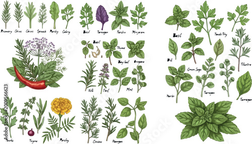 Fotografi Hand Drawn Culinary Herb and Spice Collection with Fresh Botanical Leaves and Or