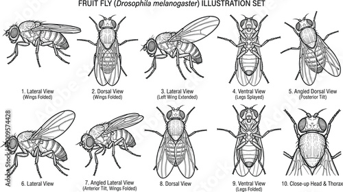 Photos Fruit Fly Drosophila Melanogaster Anatomy Illustration Set with Multiple Views S