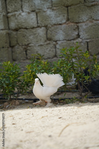 White fantail pigeon with spread tail walking on sunlit ground