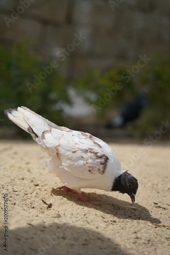 White fantail pigeon with spread tail walking on sunlit ground