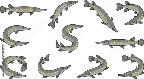 Valokuva Pike Fish Illustration Set with Different Swimming Poses and Angles Freshwater P