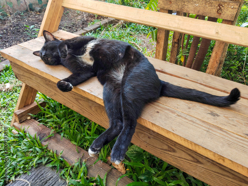 A black cute cat is lying on the wooden table and very happy.