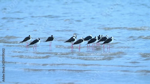 Black Winged Stilts Standing in Shallow Water
