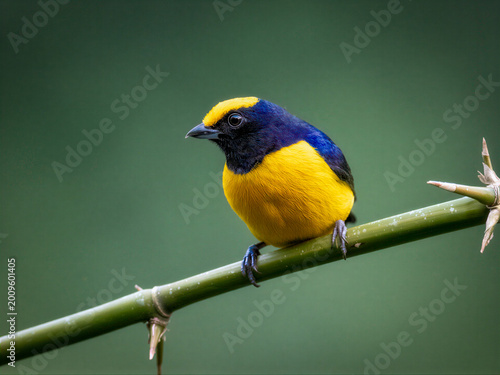 Vibrant Orange-bellied Euphonia Perched on Green Bamboo in Colombia
