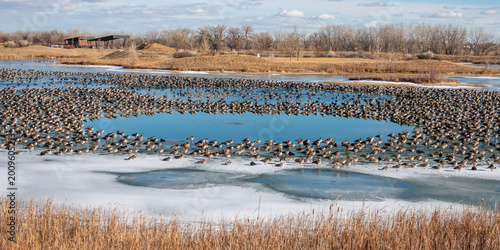 Massive Canada Goose Flock on Frozen Winter Lake – Migration Firestone, Colorado, USA