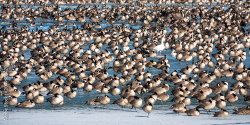 Snow Goose Among Canada Geese on Frozen Winter Lake – Species Contrast