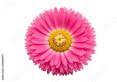 Colorful flower wreath with yellow center vector icon