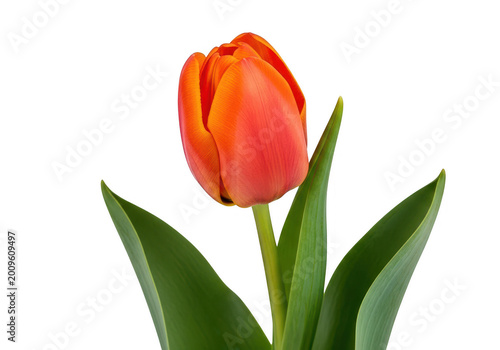 Fresh ripe orange fruit on green leaves with drops isolated