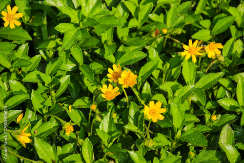 Foto Wedelia flower (Sphagneticola trilobata) Bright yellow flowers bloom among lush
