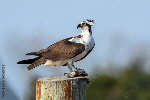 Osprey Eating a Fish