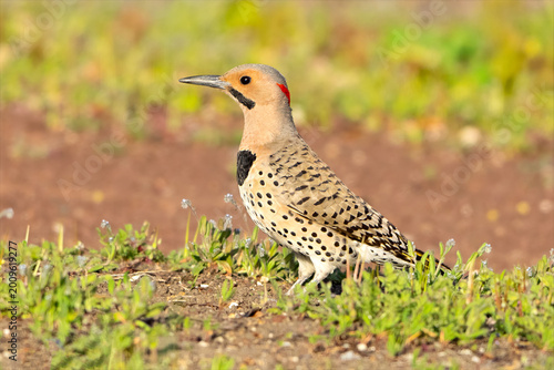 Northern Flicker Standing in the Grass