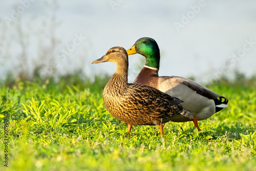 A Male and Female Mallard Duck Couple