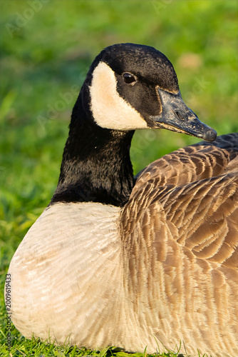 Canada Goose Close Up