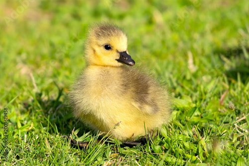 Canada Goose Gosling in the Grass